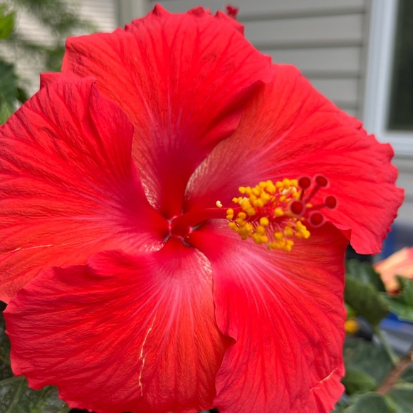 Meet your Posher, Sammy - Picture 1 of 1